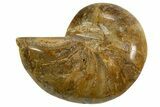 Cut & Polished Jurassic Nautilus Fossil (Half) - Madagascar #339267-1